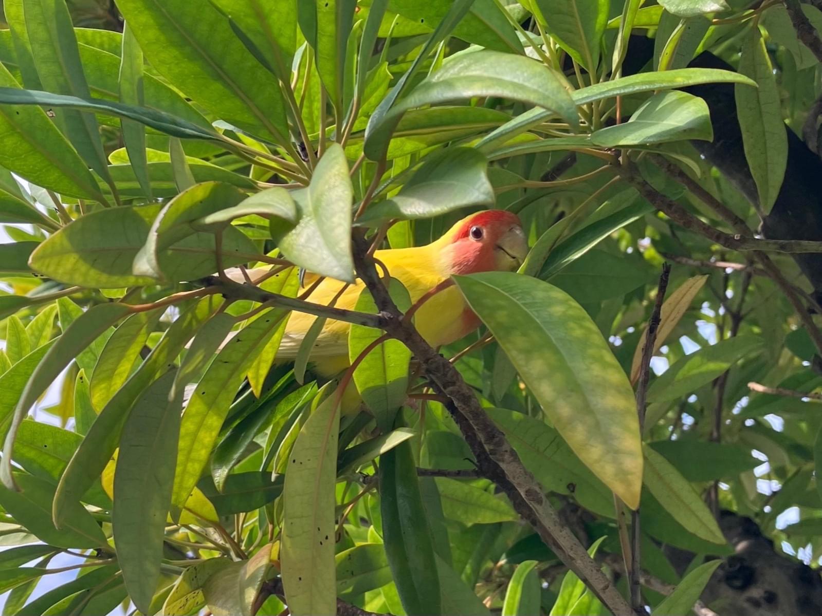 保護された鳥 保護された鳥
