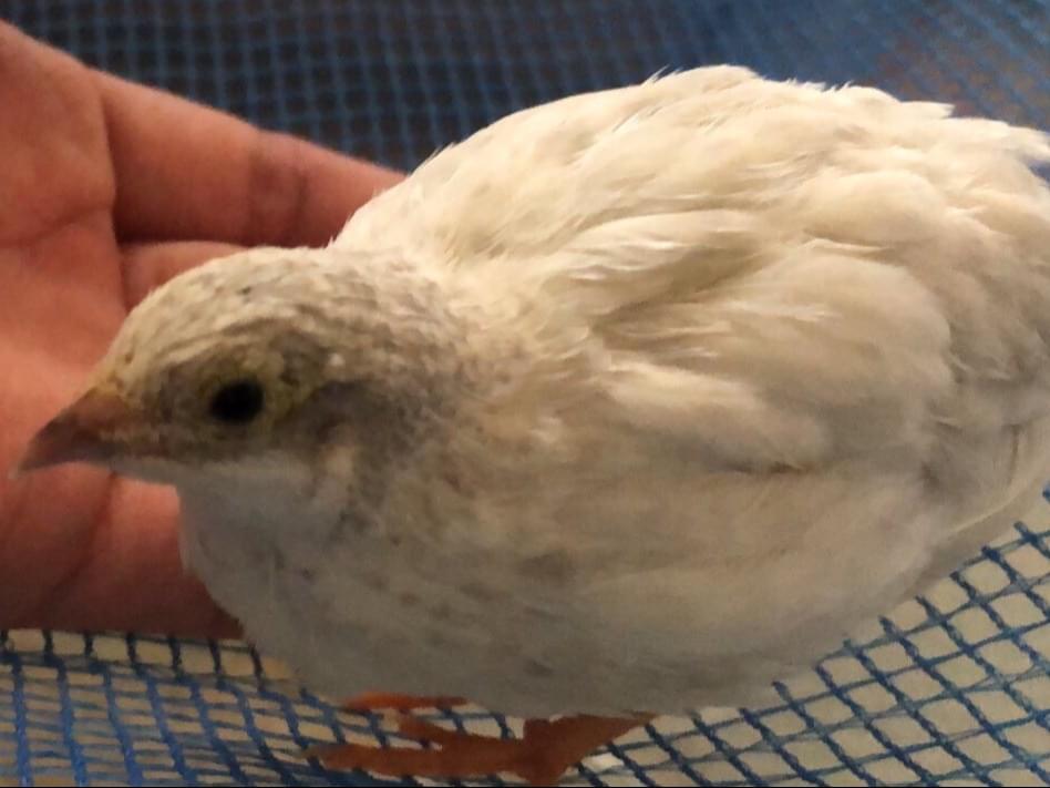 テンシャちゃん テンシャちゃん