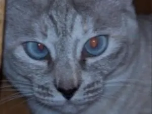 シャム風野良猫（成猫Ver） | GANREF