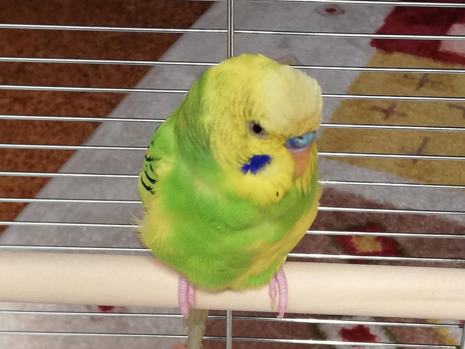 保護された鳥 保護された鳥