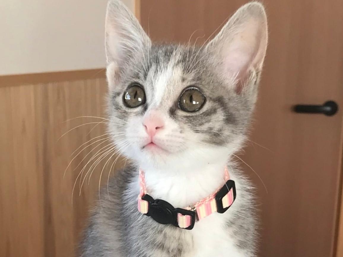 こまちちゃん こまちちゃん