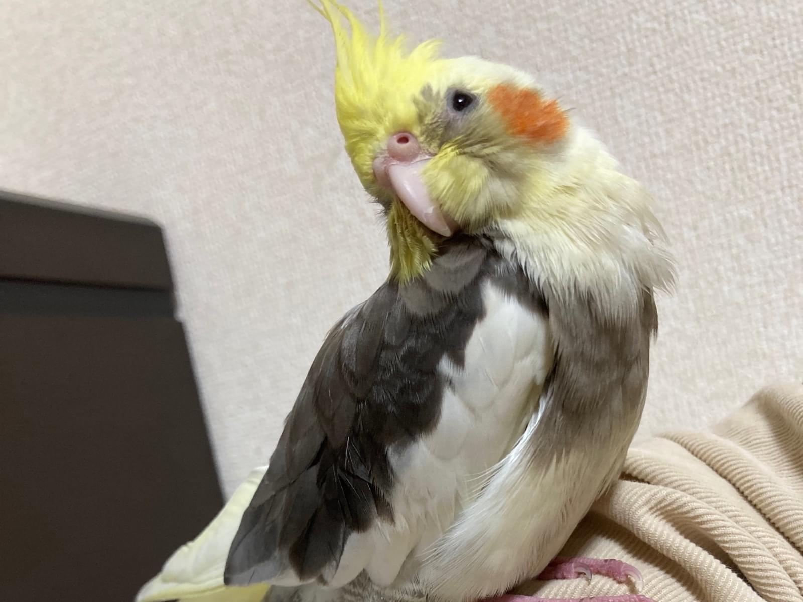 うめちゃん うめちゃん