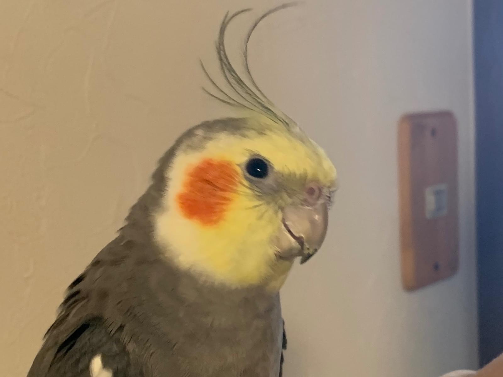 レオちゃん レオちゃん