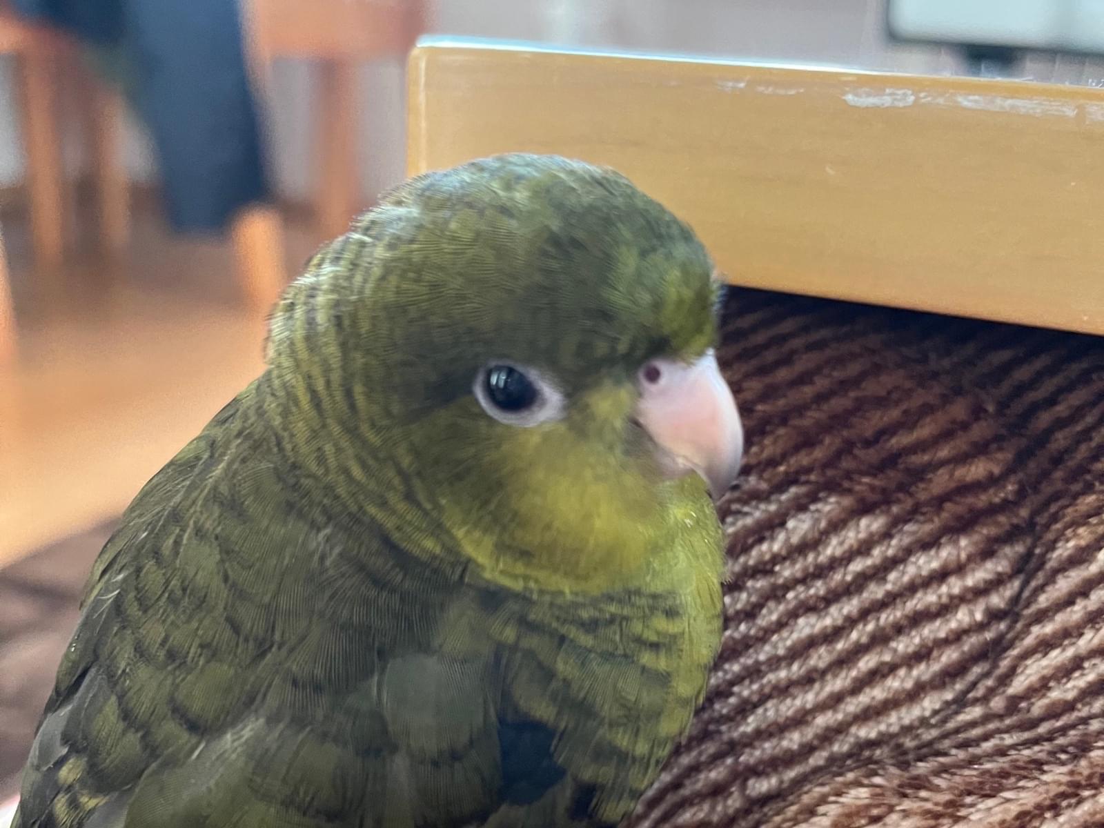 ぴいちゃん ぴいちゃん