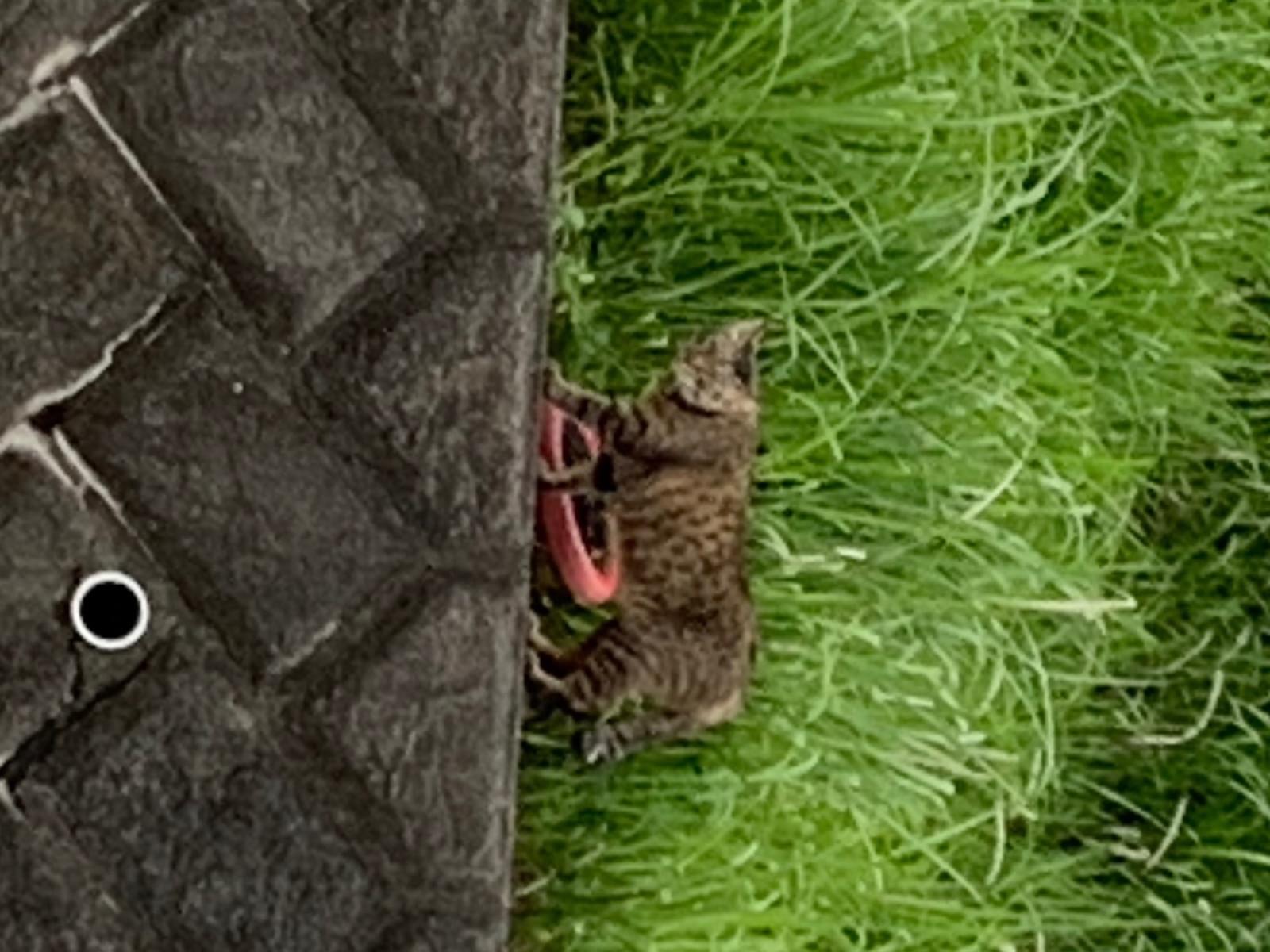 目撃された猫 目撃された猫