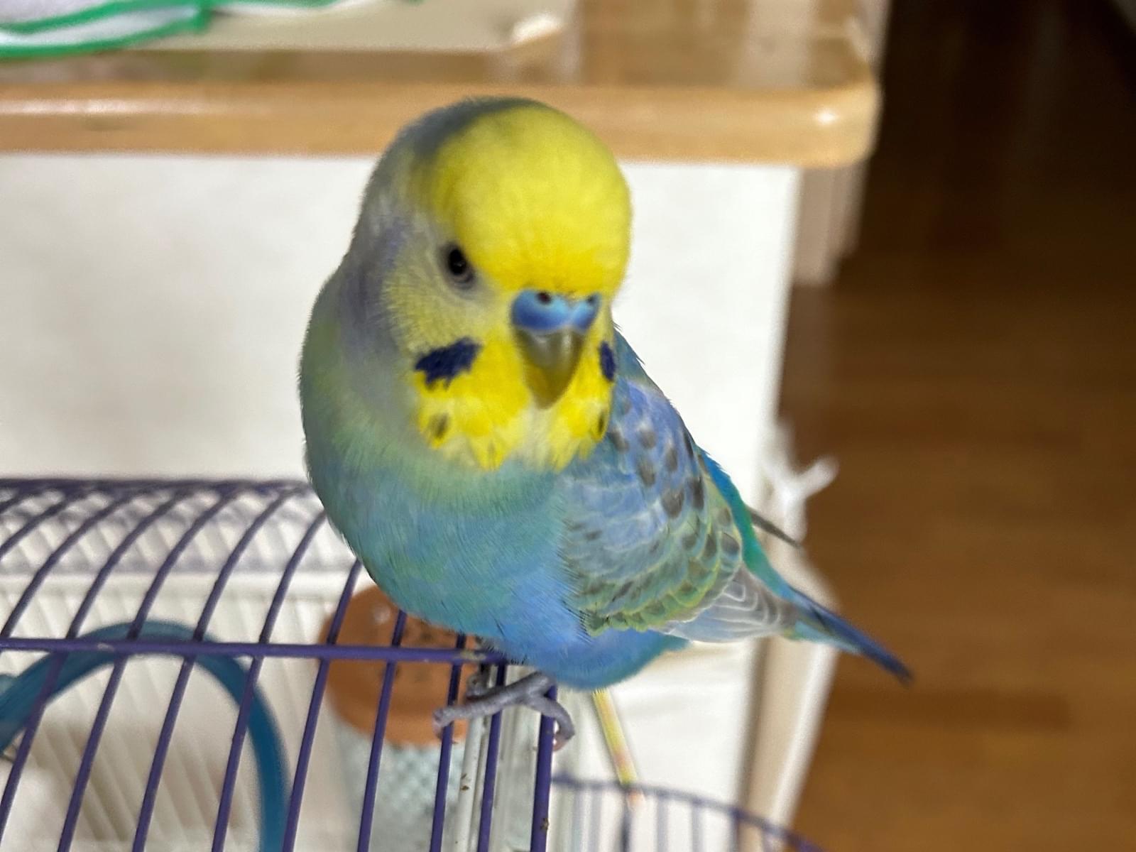 ピーちゃん ピーちゃん