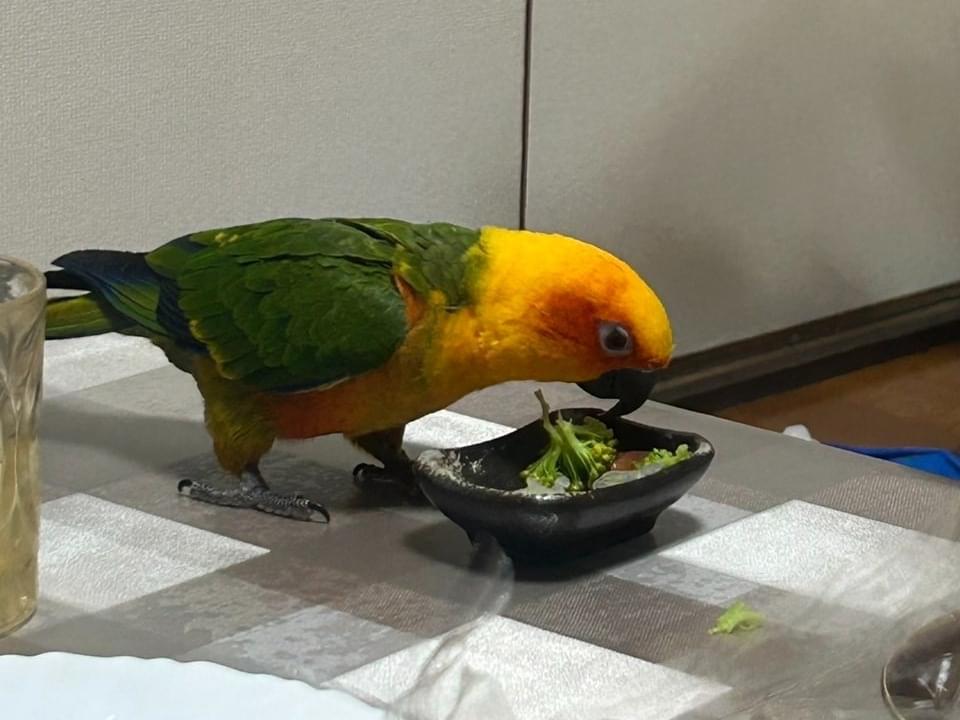 ここちゃん ここちゃん