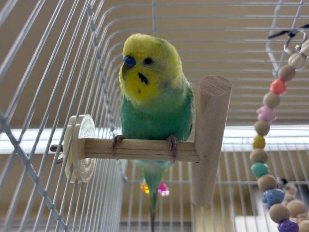 保護された鳥 保護された鳥