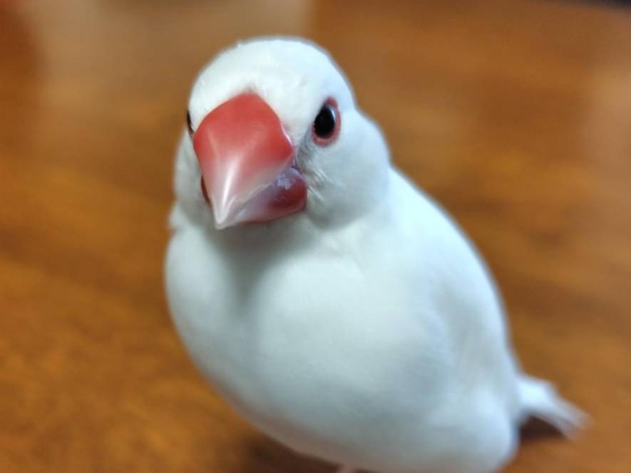 シーちゃん