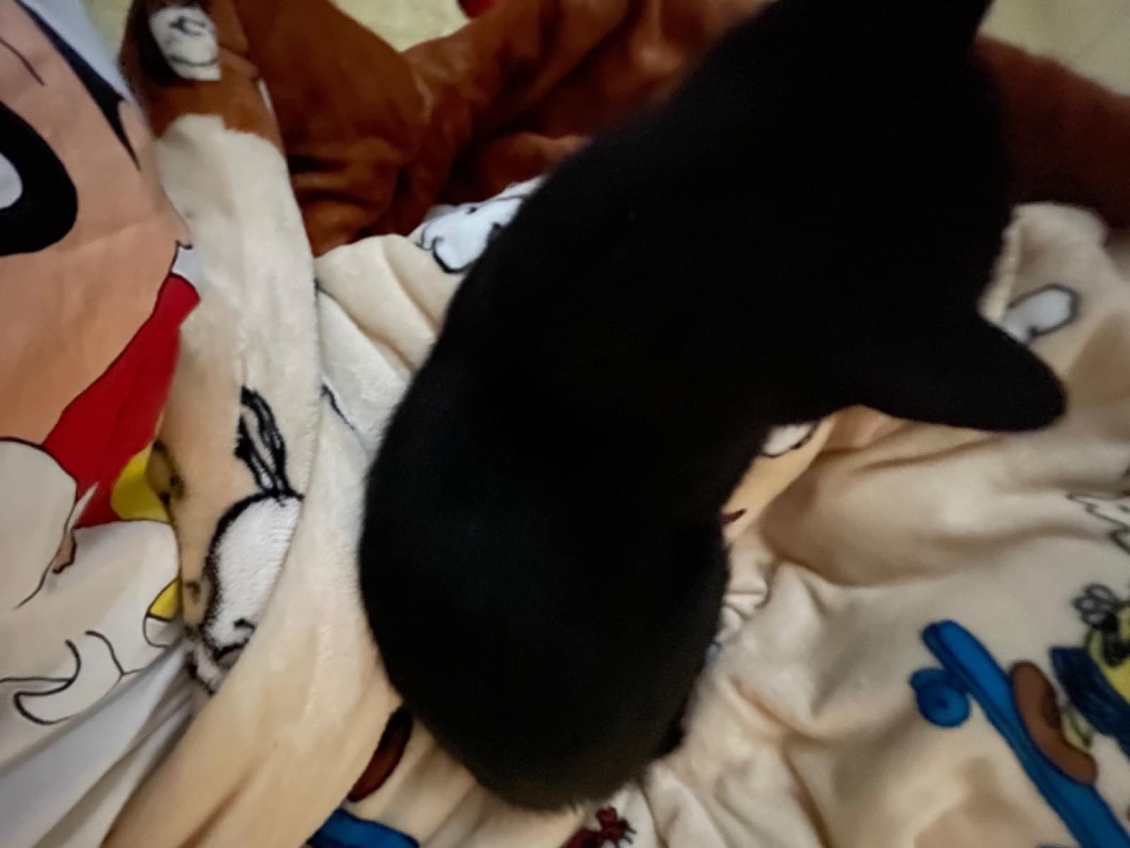 ロゼちゃん ロゼちゃん