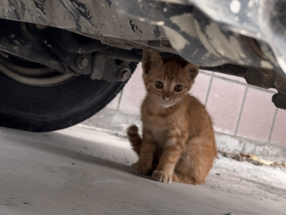 保護された猫 保護された猫