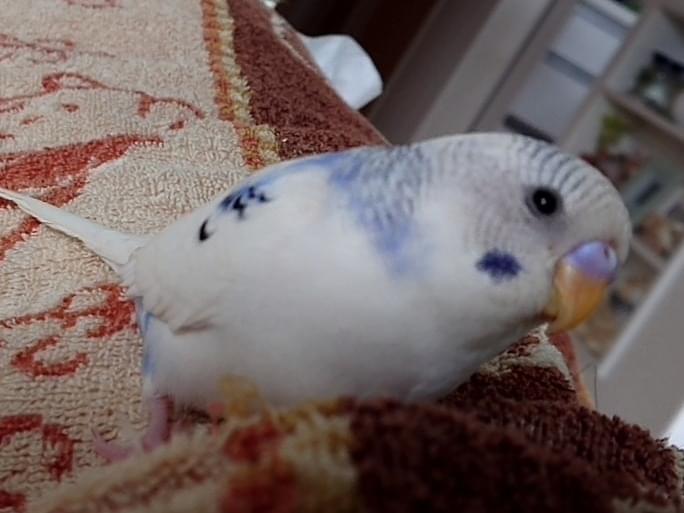 マメちゃん マメちゃん