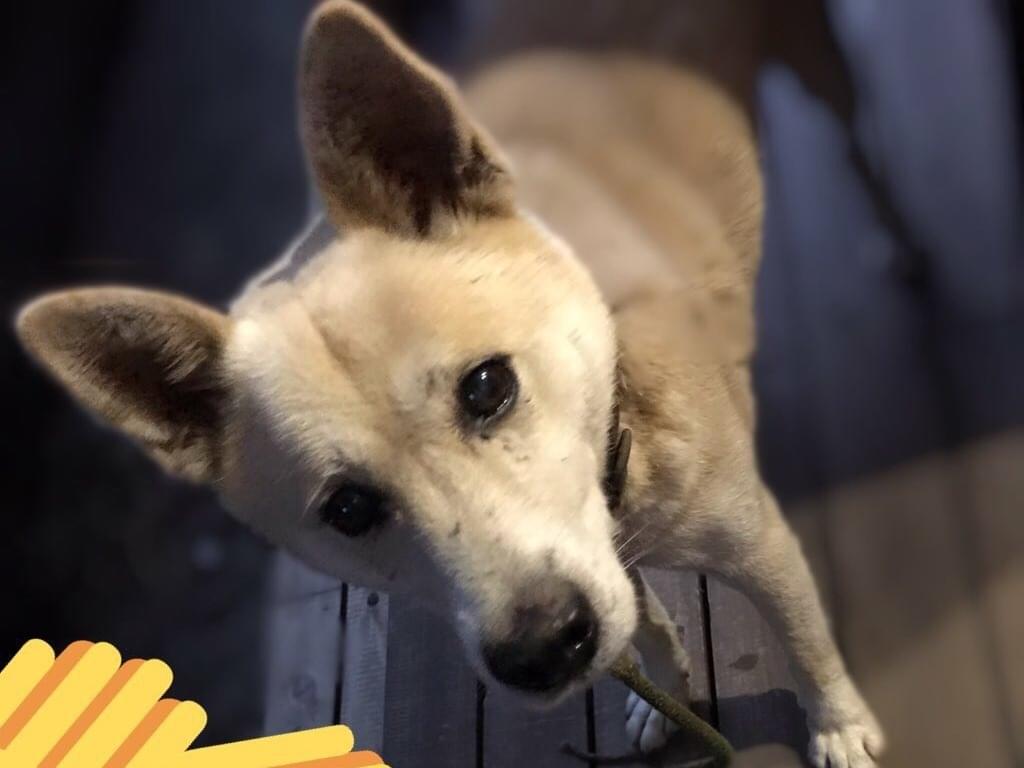保護された犬 保護された犬