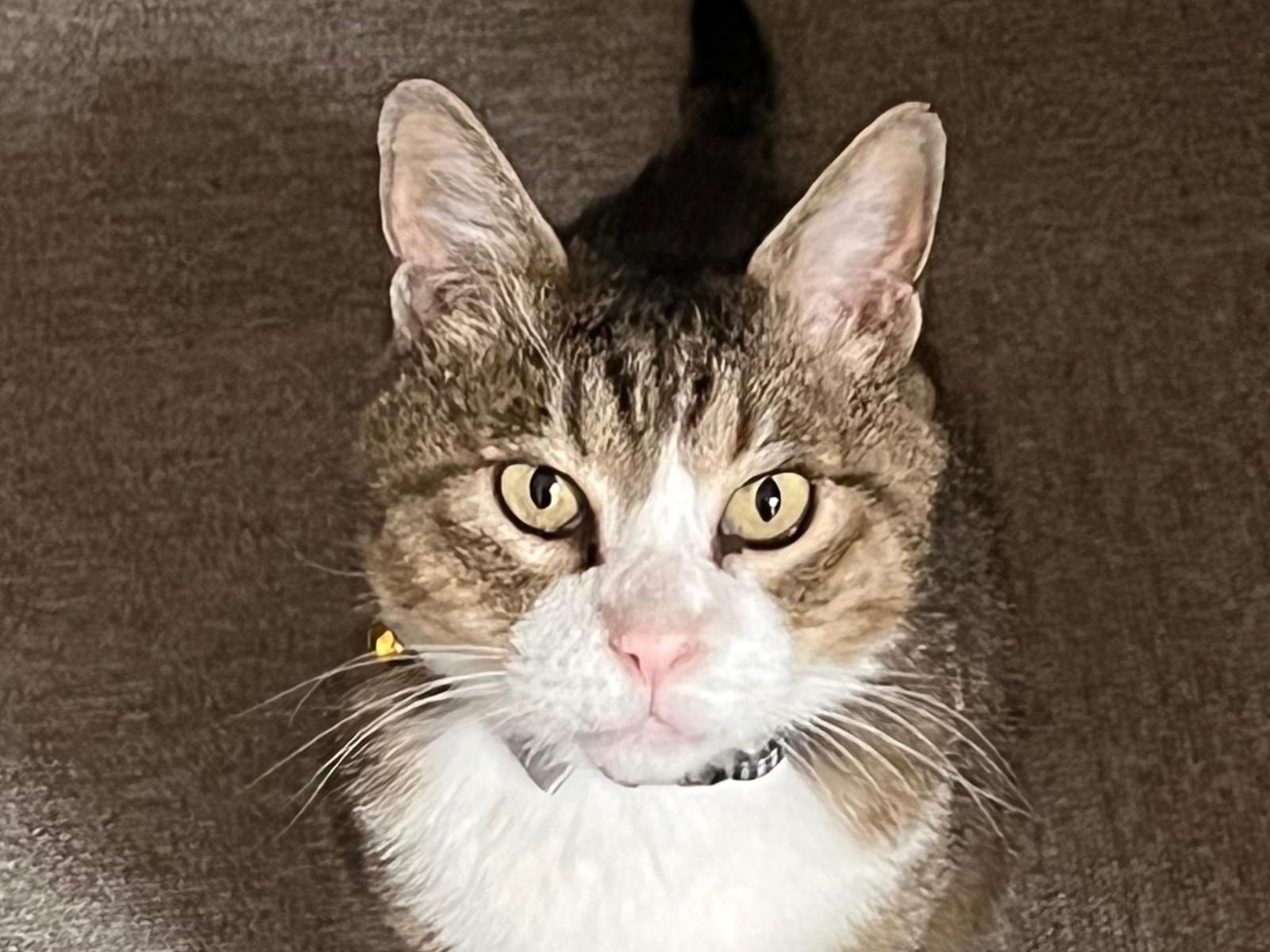 保護された猫 保護された猫