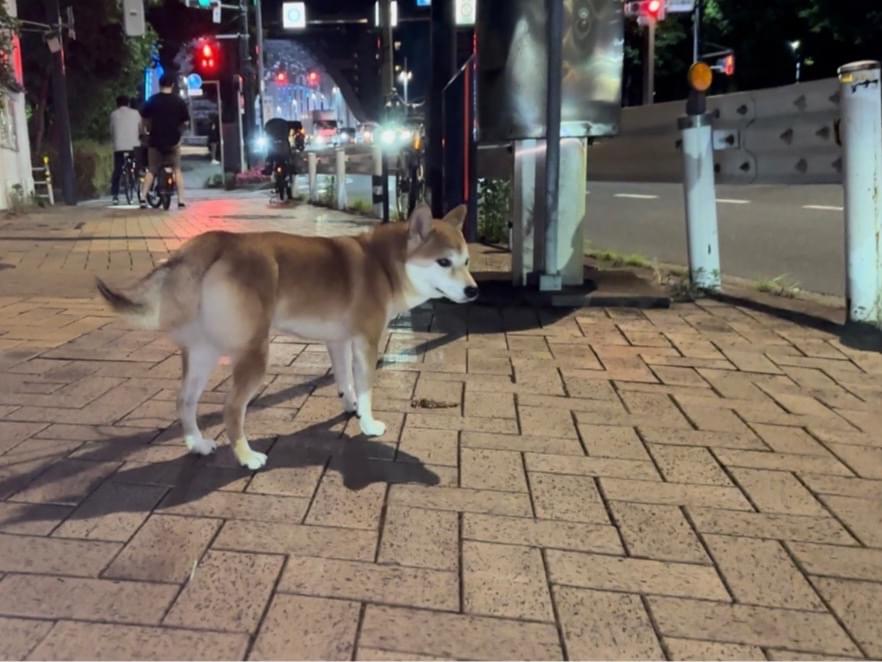 目撃された犬 目撃された犬