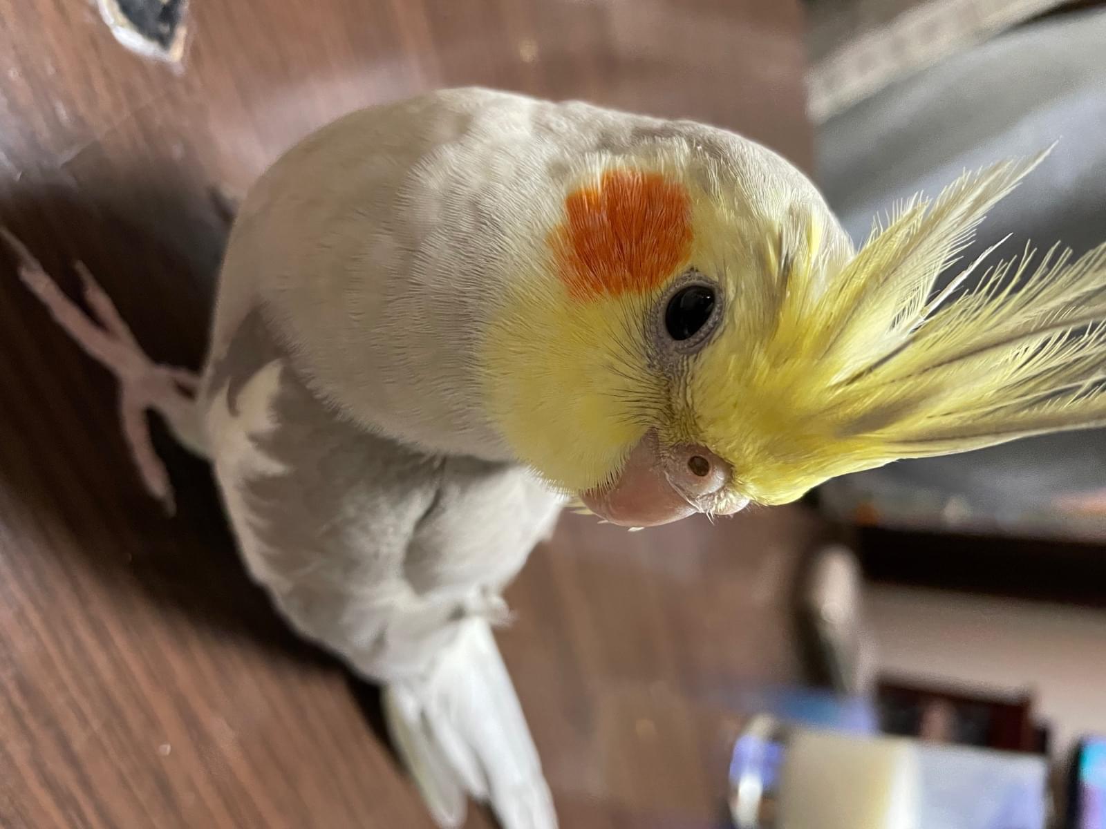 ぎゃおちゃん ぎゃおちゃん