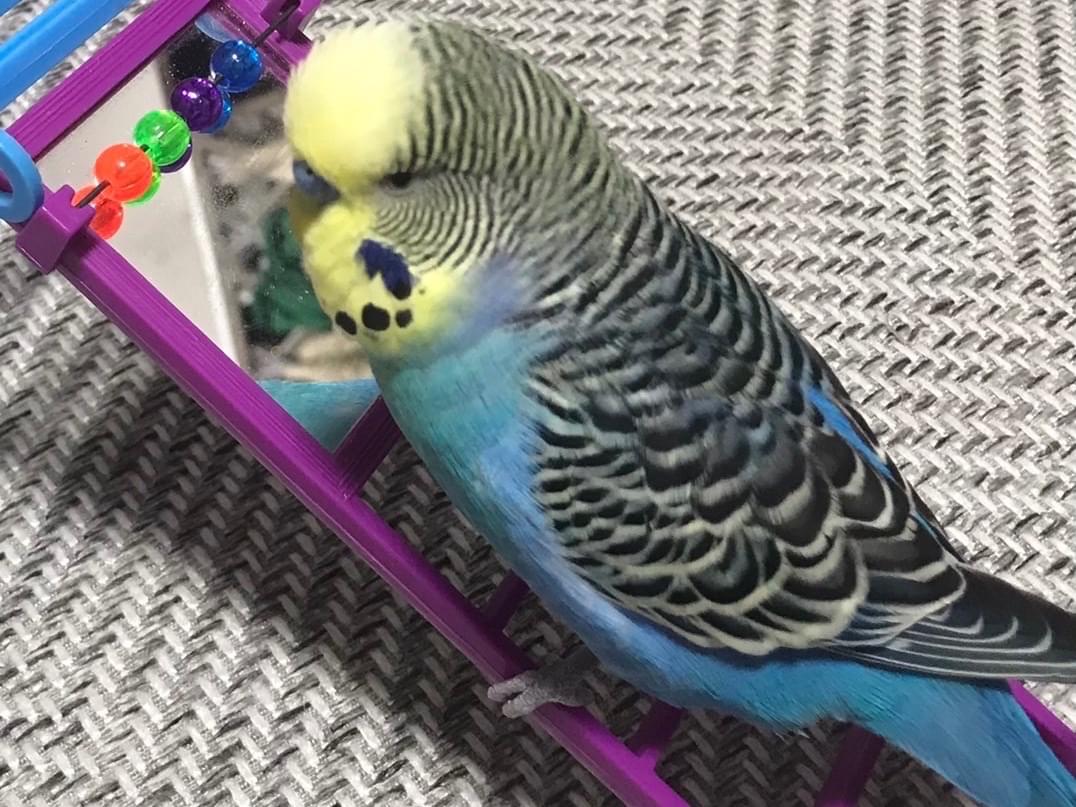 だいちゃん だいちゃん