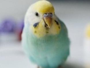 おにくちゃん おにくちゃん