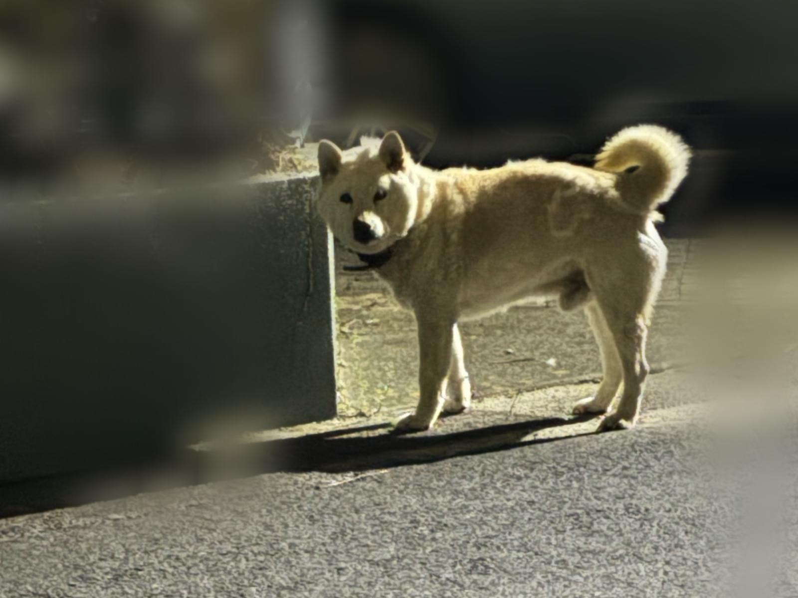 保護された犬 保護された犬