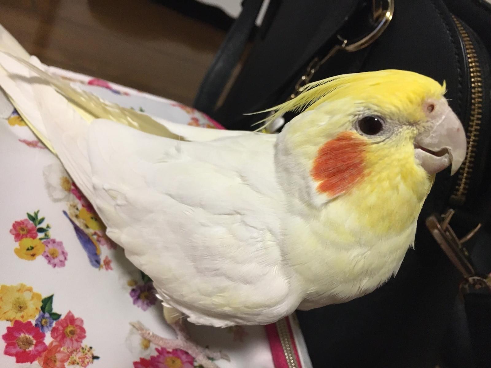 ララちゃん ララちゃん