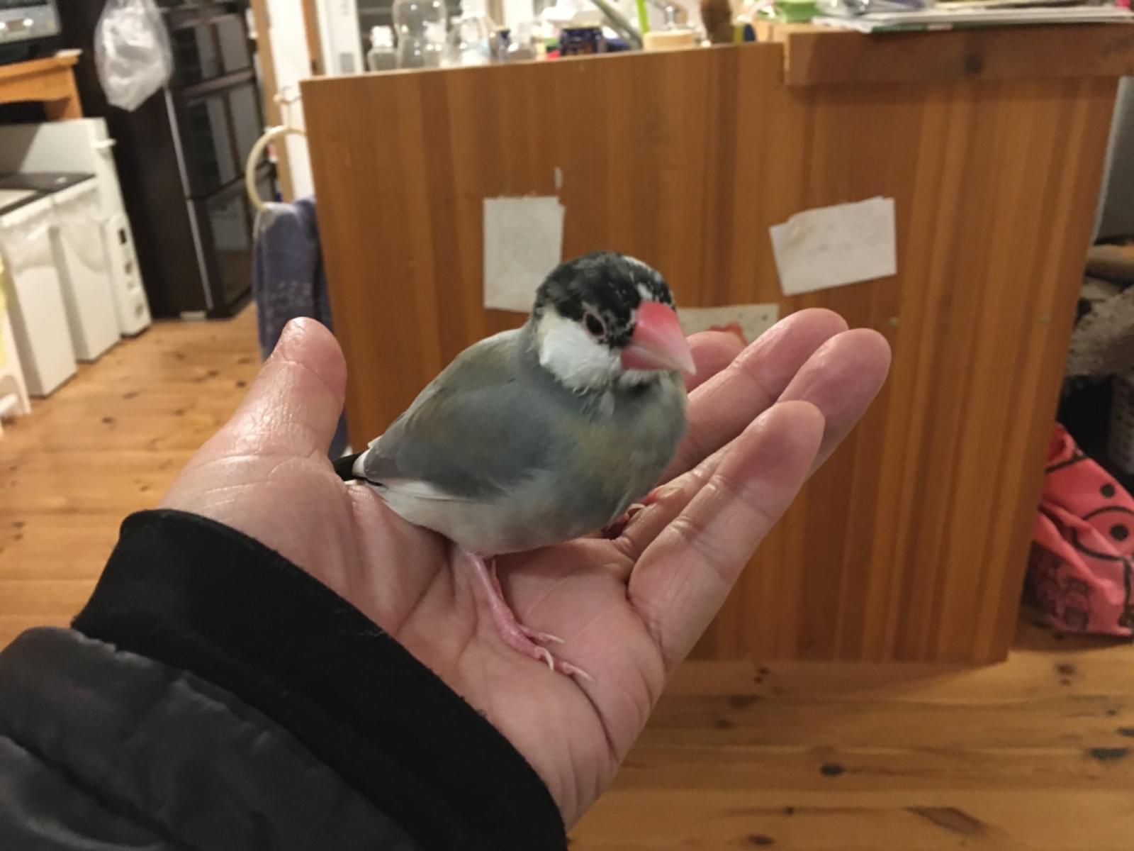 ココちゃん ココちゃん