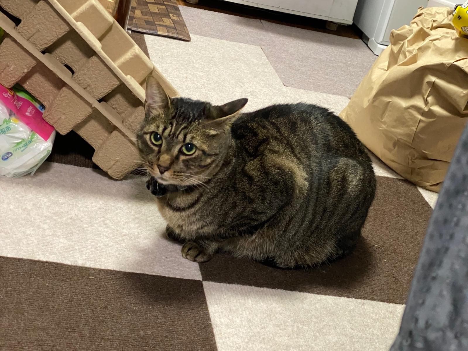 あおばちゃん あおばちゃん