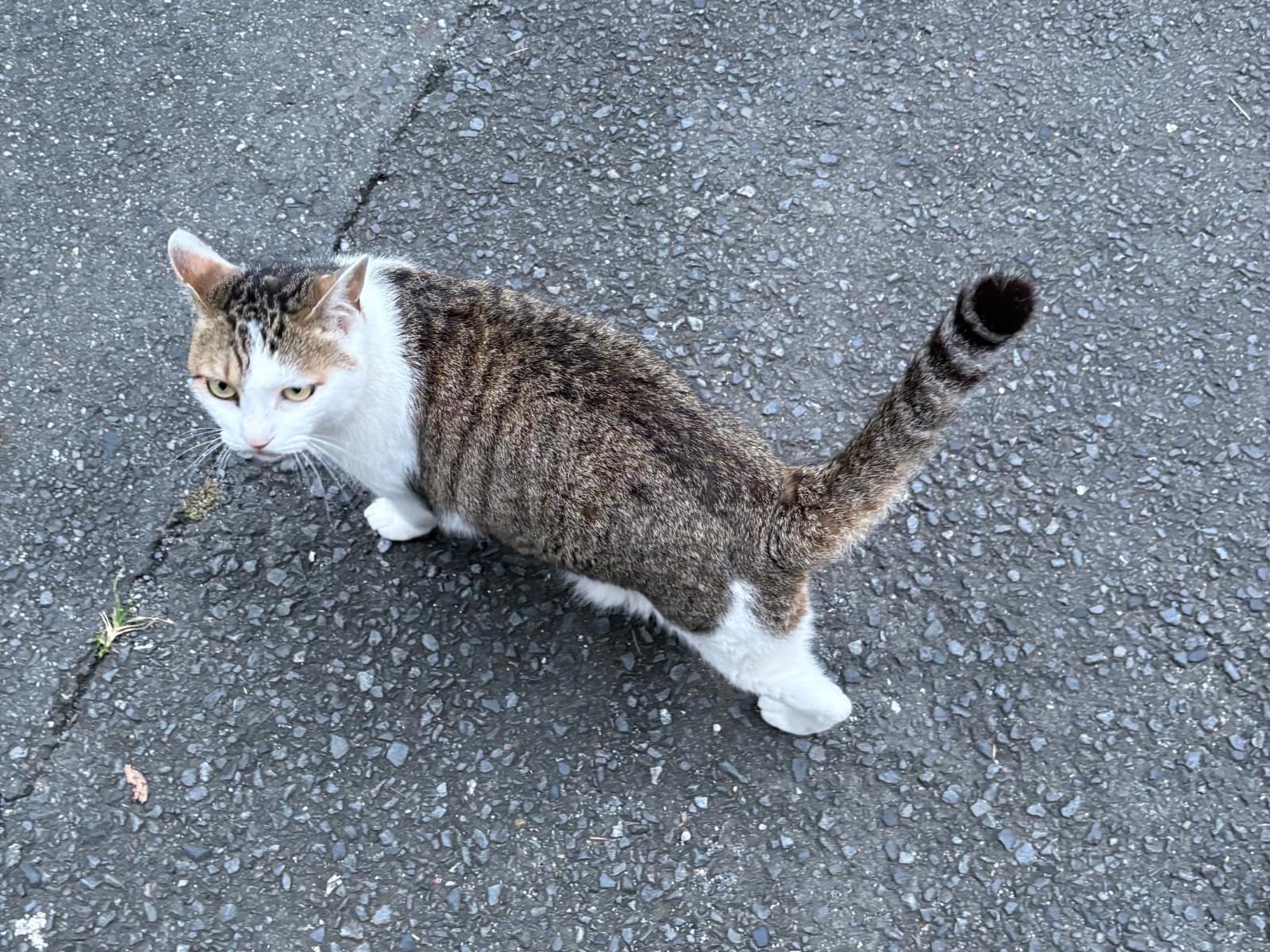 目撃された猫