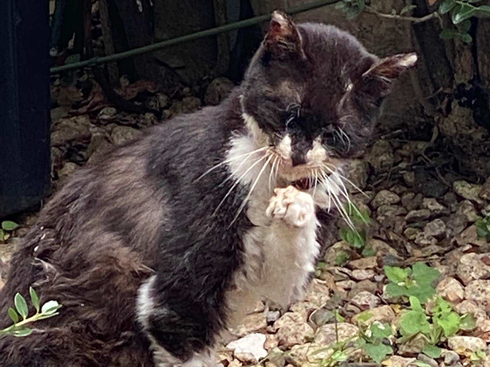 目撃された猫 目撃された猫