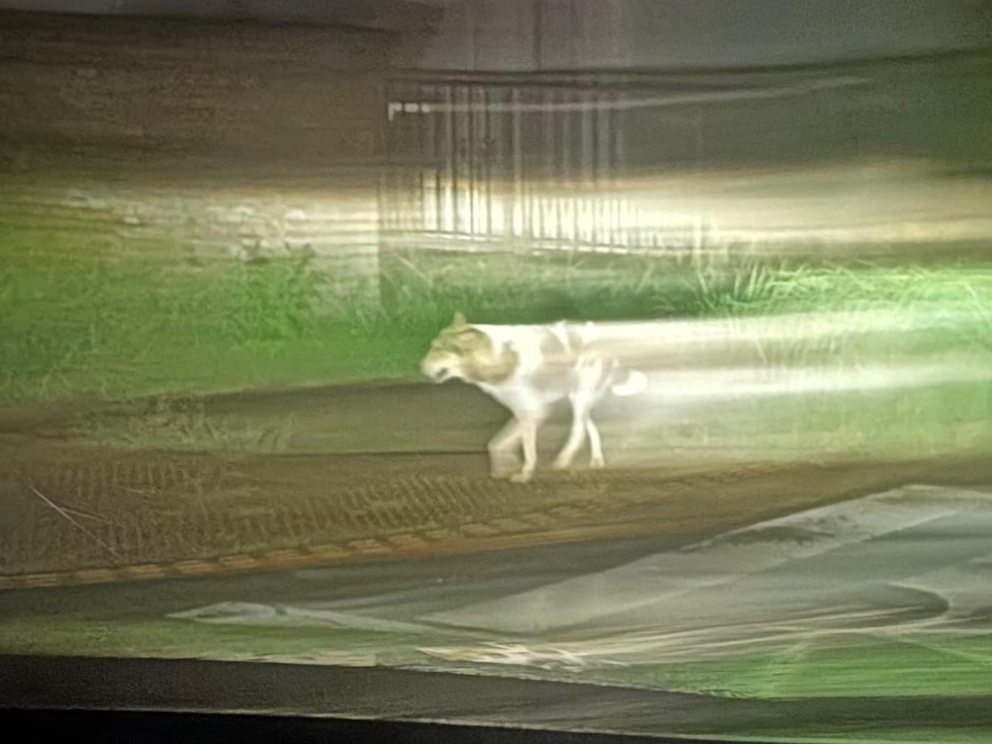 目撃された犬