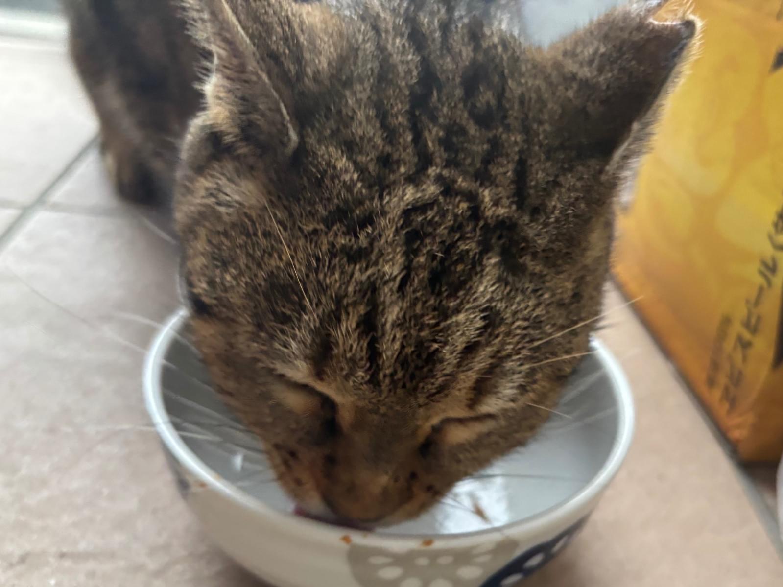 目撃された猫 目撃された猫