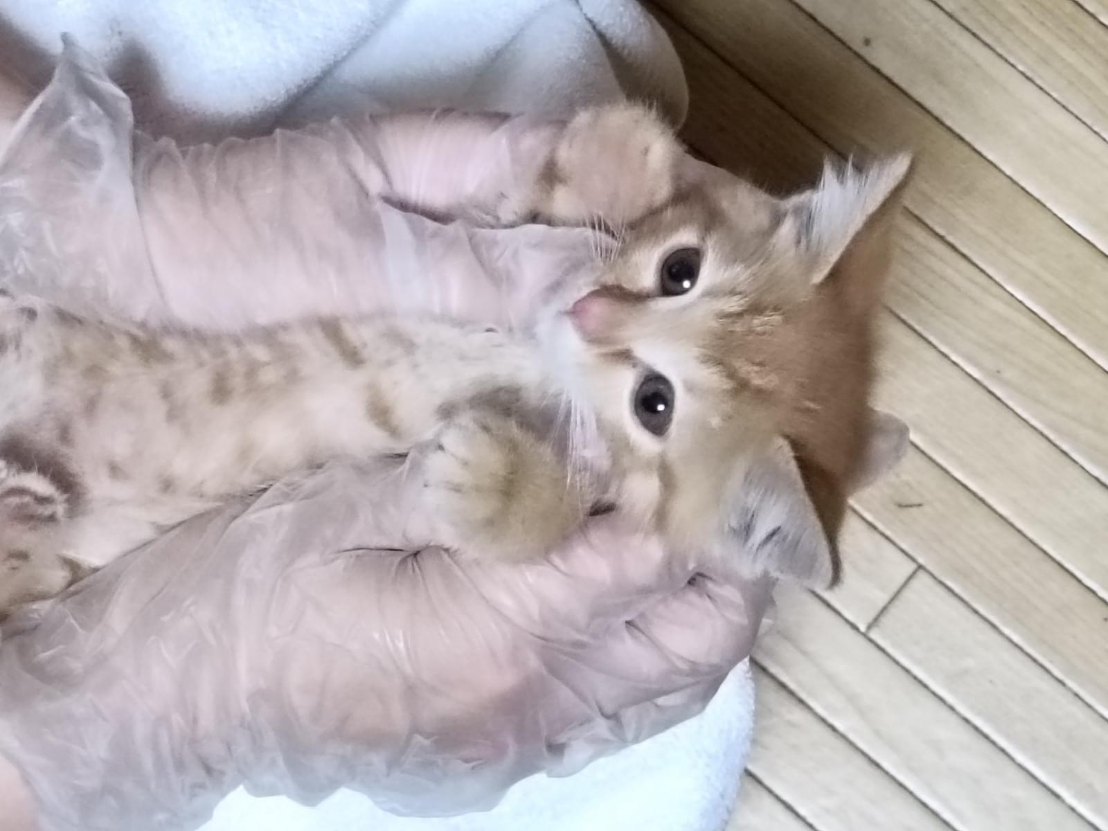 保護された猫 保護された猫
