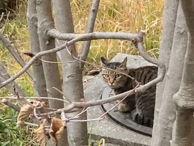目撃された猫 目撃された猫
