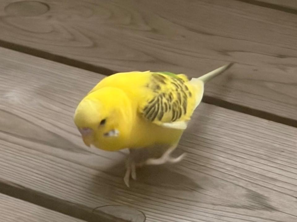 保護された鳥 保護された鳥