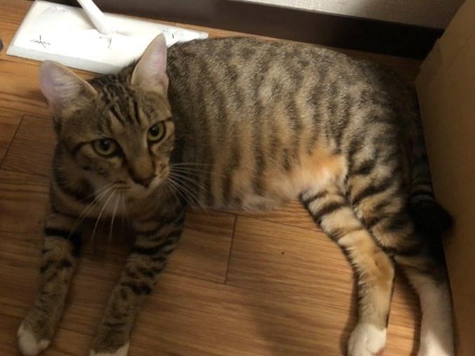 保護された猫 保護された猫