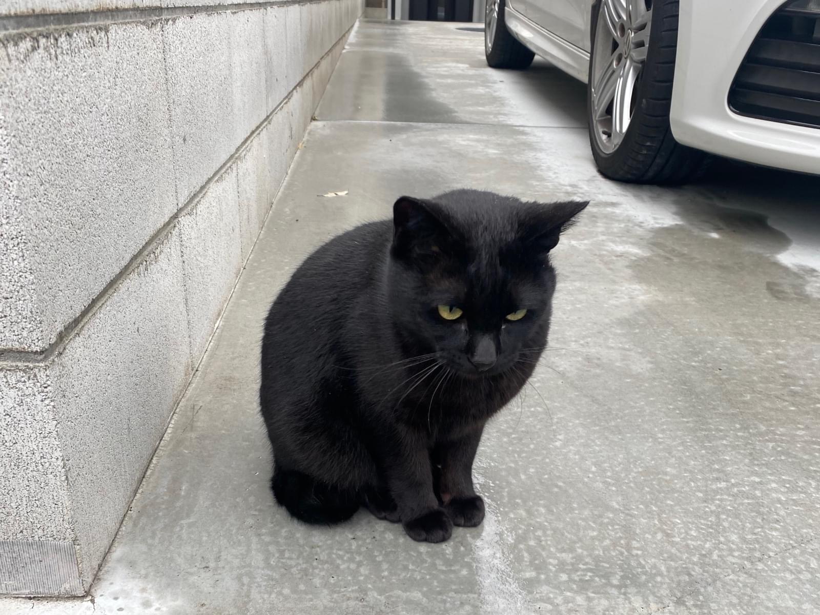 目撃された猫 目撃された猫