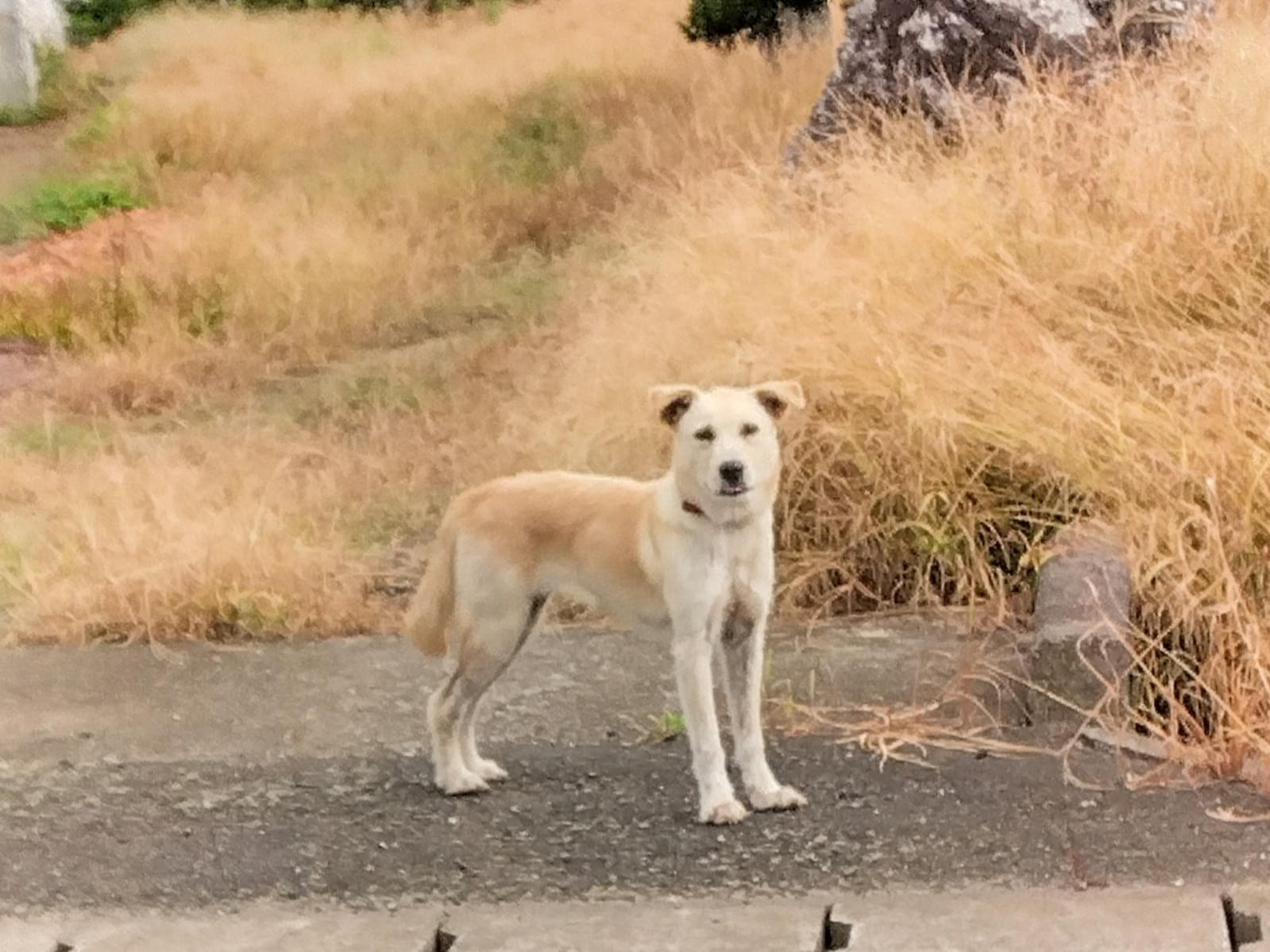 目撃された犬 目撃された犬