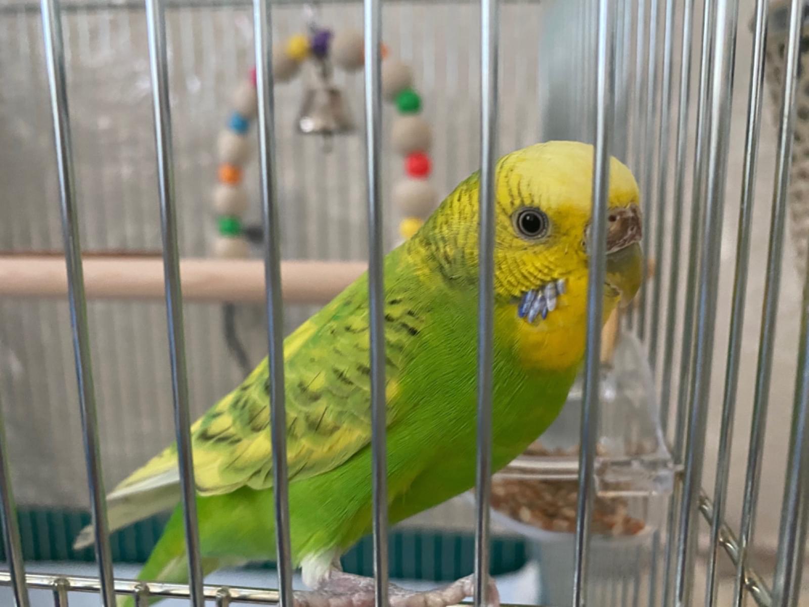 保護された鳥 保護された鳥