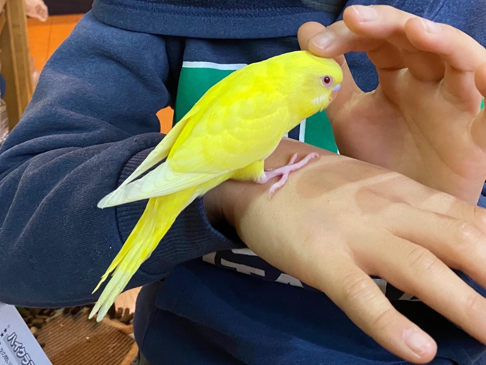 ぴるるちゃん ぴるるちゃん