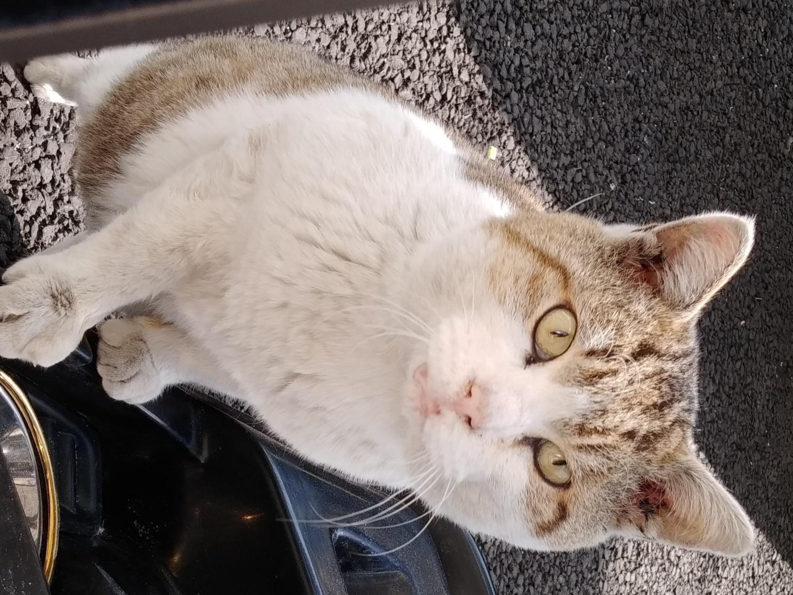 目撃された猫 目撃された猫