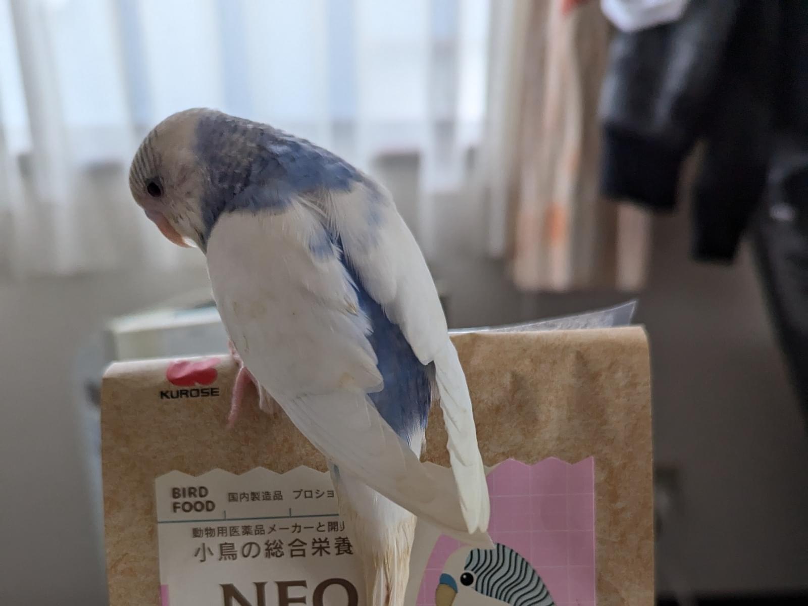 ちーちゃん ちーちゃん