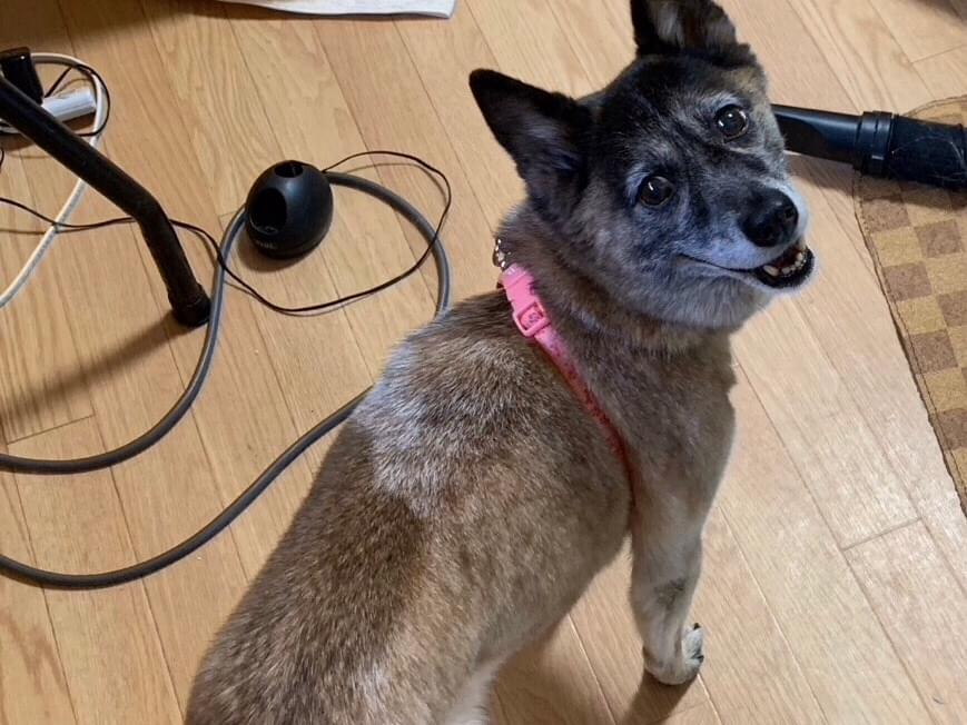 アイちゃん アイちゃん