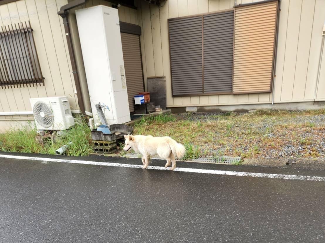 目撃された犬 目撃された犬