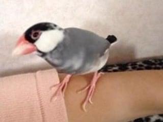 つよしちゃん つよしちゃん