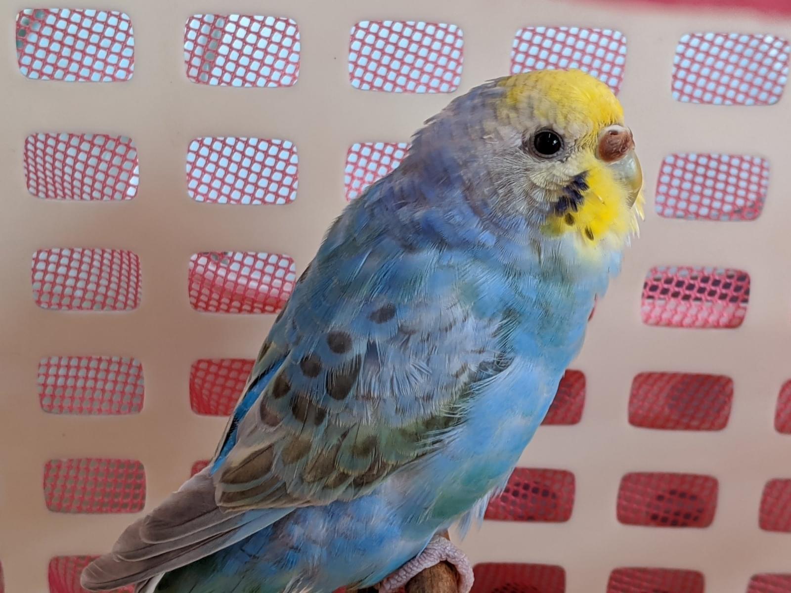 保護された鳥 保護された鳥