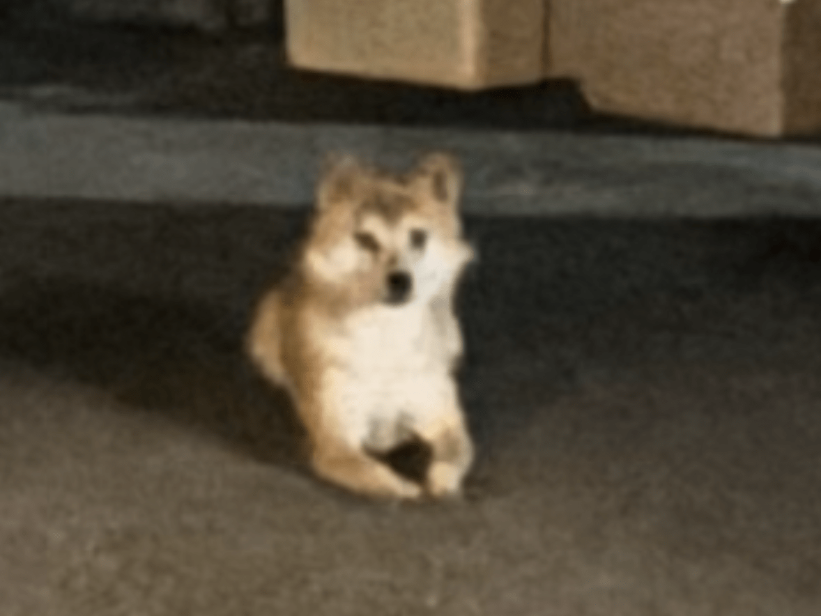 目撃された犬 目撃された犬