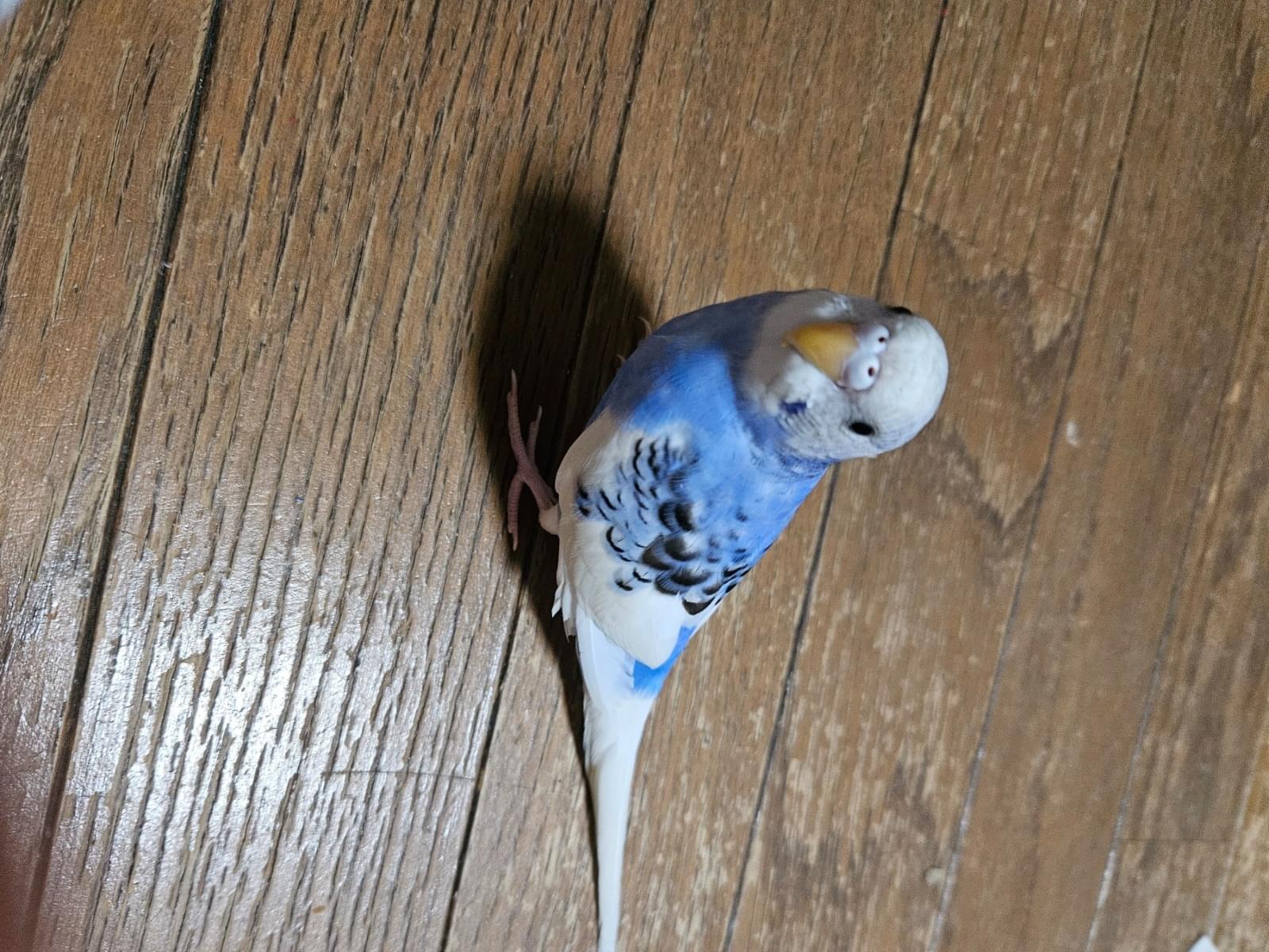 くーちゃん くーちゃん