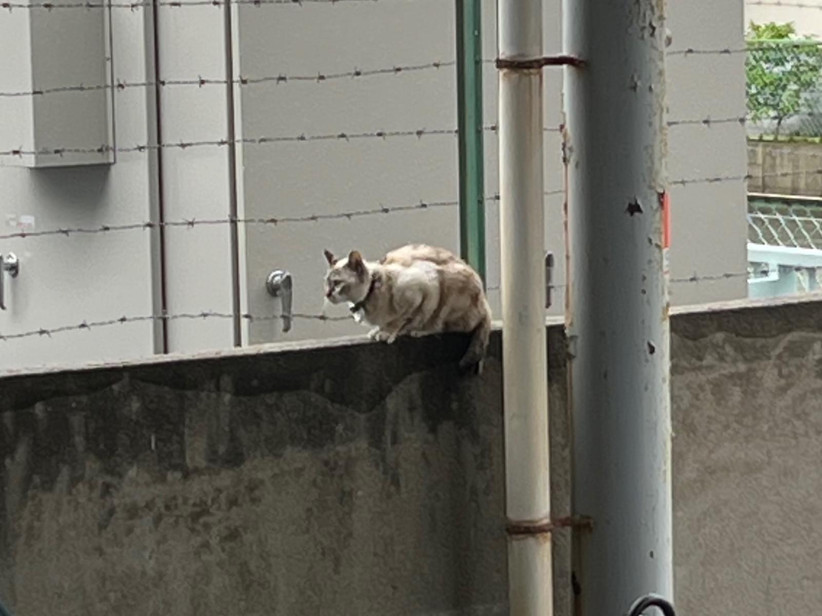 目撃された猫 目撃された猫