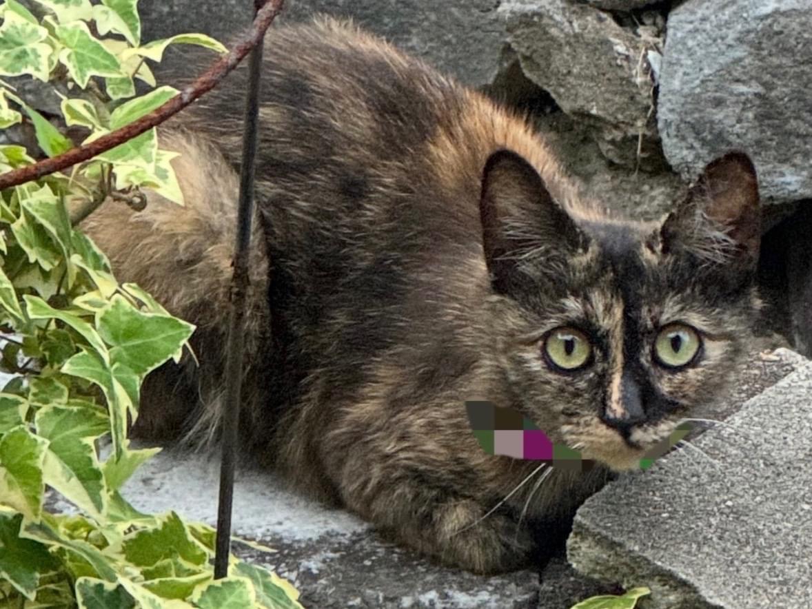 目撃された猫