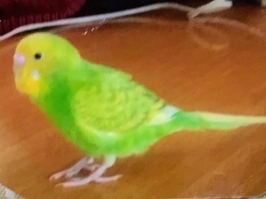 ピーちゃん ピーちゃん