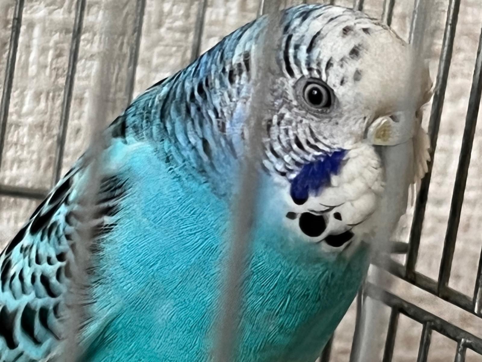 保護された鳥 保護された鳥